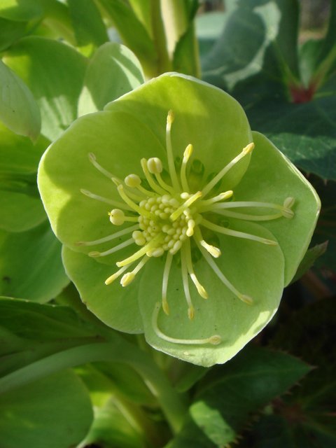 Helleborus x sternii fleur